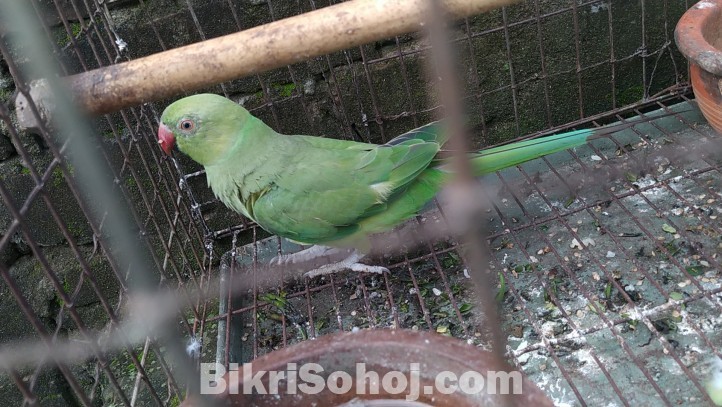 Indian Ringneck Parrot(female)